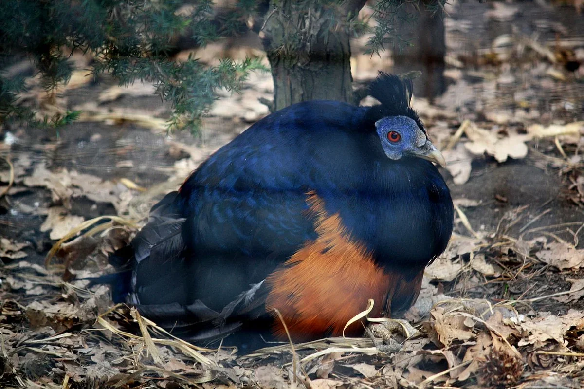 čínský nový rok 2026: Bažant ohnivý bornejský 8165