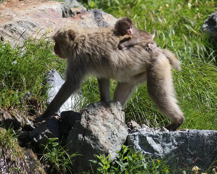 Mládě japonského makaka Macaca fuscata na zádech matky v přírodě