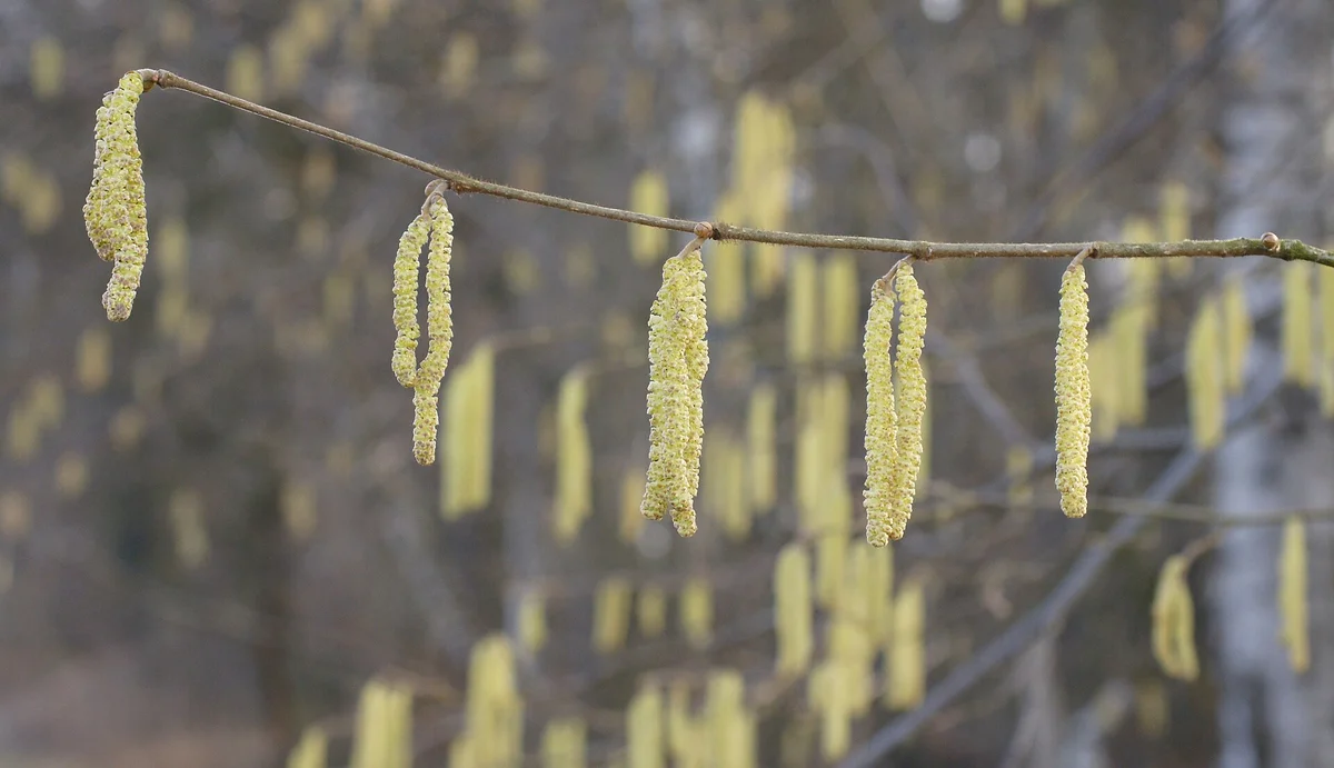 Jehnědy lísky v jarní pylové sezóně způsobující alergie