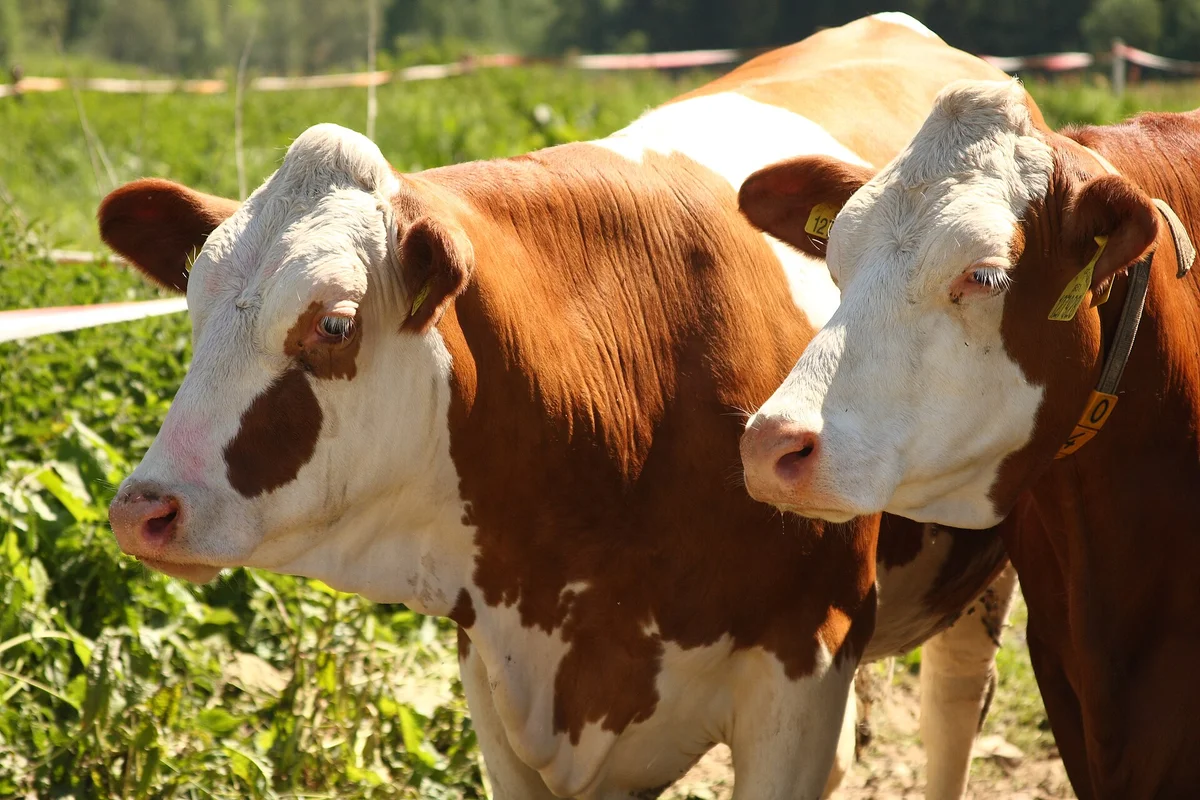 Český strakatý skot na farmě — výkupní ceny mléka v Česku klesají