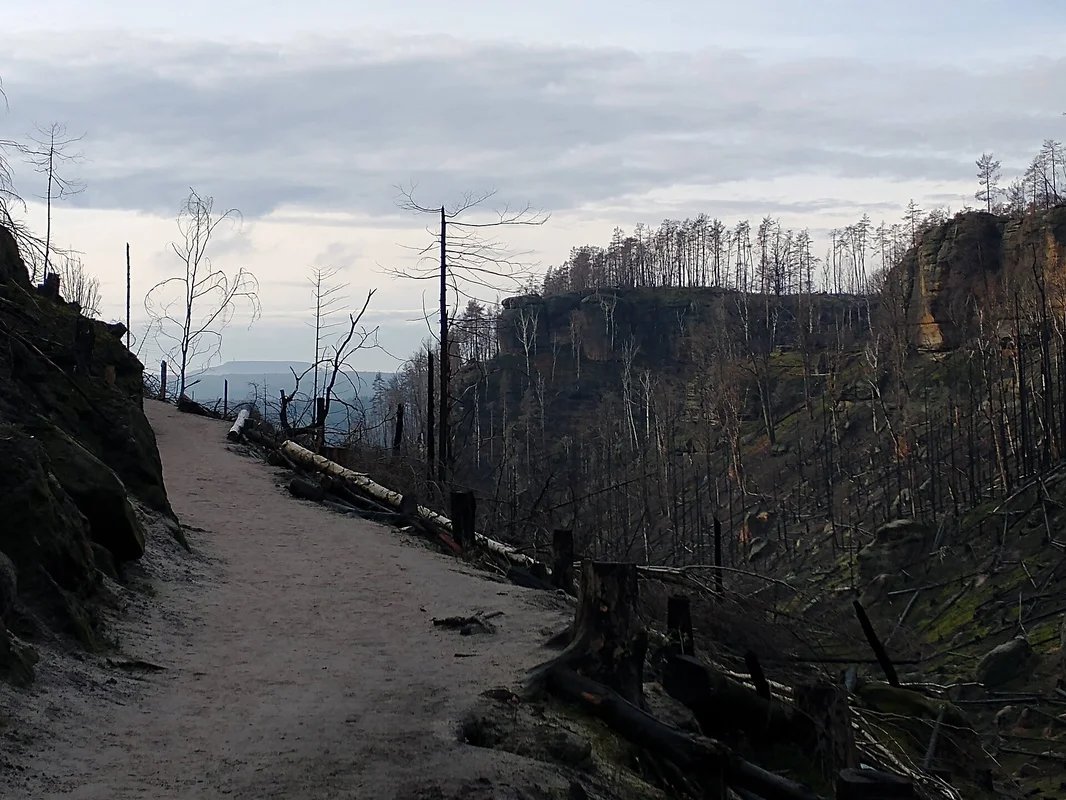 Spálená krajina NP České Švýcarsko po lesním požáru u Pravčické brány