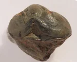 Trilobit Colpocoryphe bohemica — prvohorní fosilní členovce z Barrandienu v Čechách