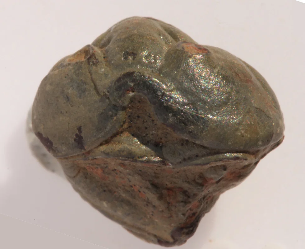 Trilobit Colpocoryphe bohemica — prvohorní fosilní členovce z Barrandienu v Čechách