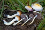 Psilocybe cubensis houby — léčebný psilocybin pro terapii deprese