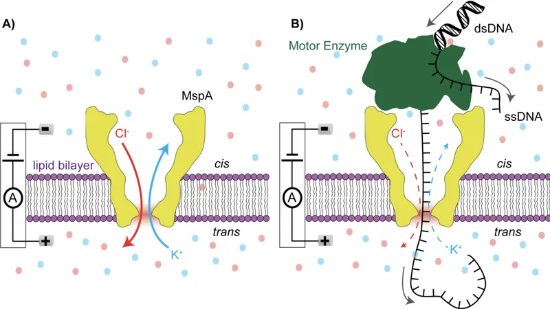 Schéma nanopore sekvenování DNA, technologie sekvenování lidského genomu