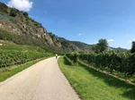 Cyklista na stezce vinicemi — nová cyklostezka Znojmo–Chvalovice jižní Morava