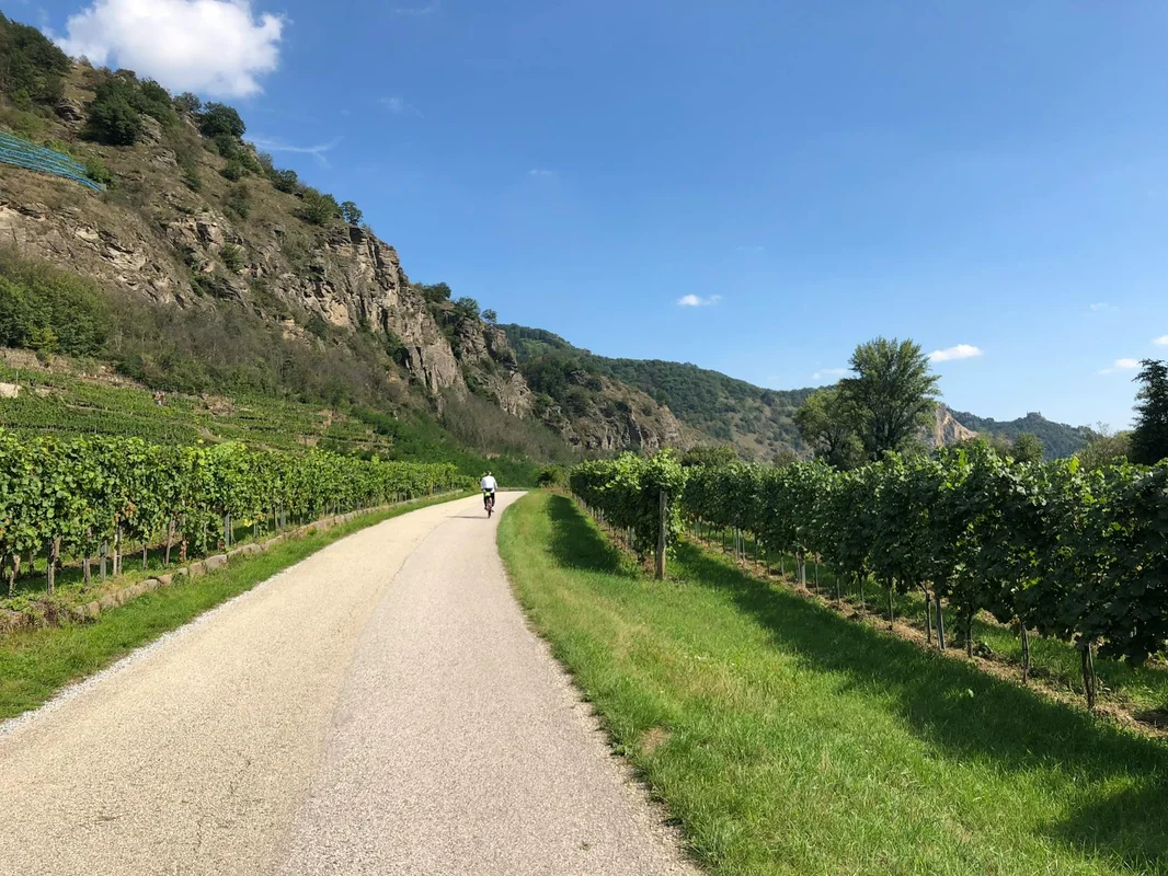 Cyklista na stezce vinicemi — nová cyklostezka Znojmo–Chvalovice jižní Morava