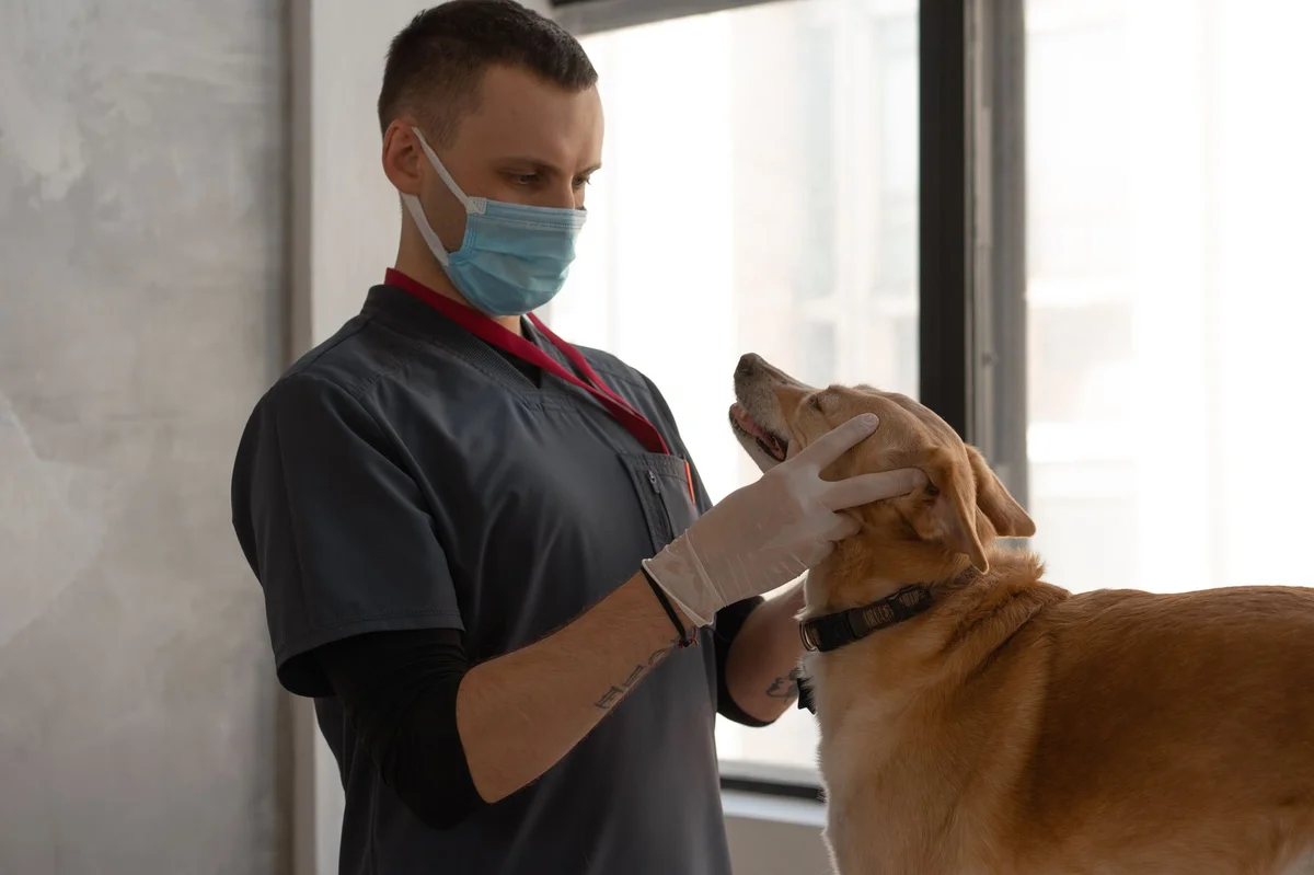 Veterinar pregleduje psa pred registracijo psa iz tujine v Sloveniji